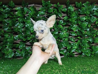 Chihuahua perros Chihuahua toy - Anuncio 1