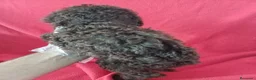 Perro de Agua Español perros en venta: Perro de Agua Español  - Anuncio 3