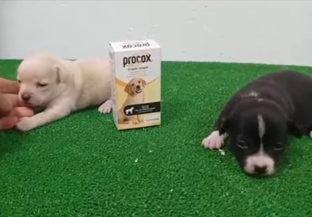 Chihuahua perros en venta: Chihuhuas  - Anuncio 1