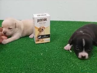 Chihuahua perros Chihuhuas - Anuncio 1