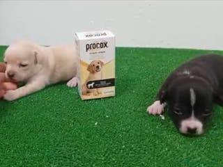 Chihuahua perros Chihuhuas - Anuncio 35