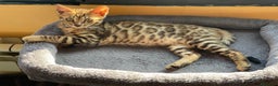 Bengalí gatos en venta: Hembra Bengalí - Anuncio 4