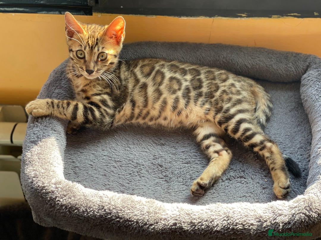 Bengalí gatos en venta: Hembra Bengalí - Anuncio 4