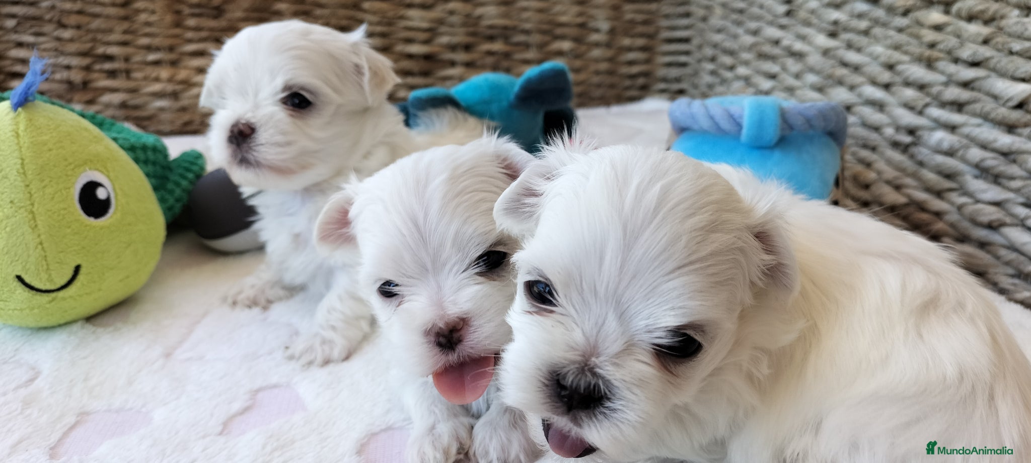 Bichón Maltés perros Preciosos cachorros Bichón Maltés - Anuncio 2