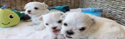 Bichón Maltés perros en venta: Preciosos cachorros Bichón Maltés - Anuncio 3
