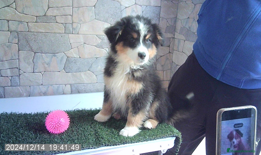 Pastor Australiano perros en venta: Ultimo macho de la camada - Anuncio 4