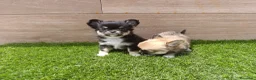 Chihuahua perros en venta: Chihuahuas - Anuncio 2