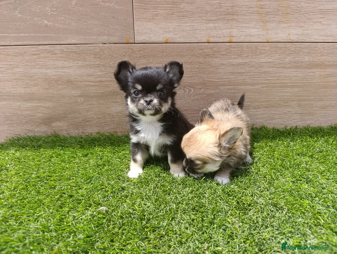Chihuahua perros en venta: Chihuahuas - Anuncio 2