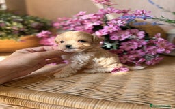 Maltipoo perros en venta: Maltipoo tacita de Té (hembra ) - Imagen 7