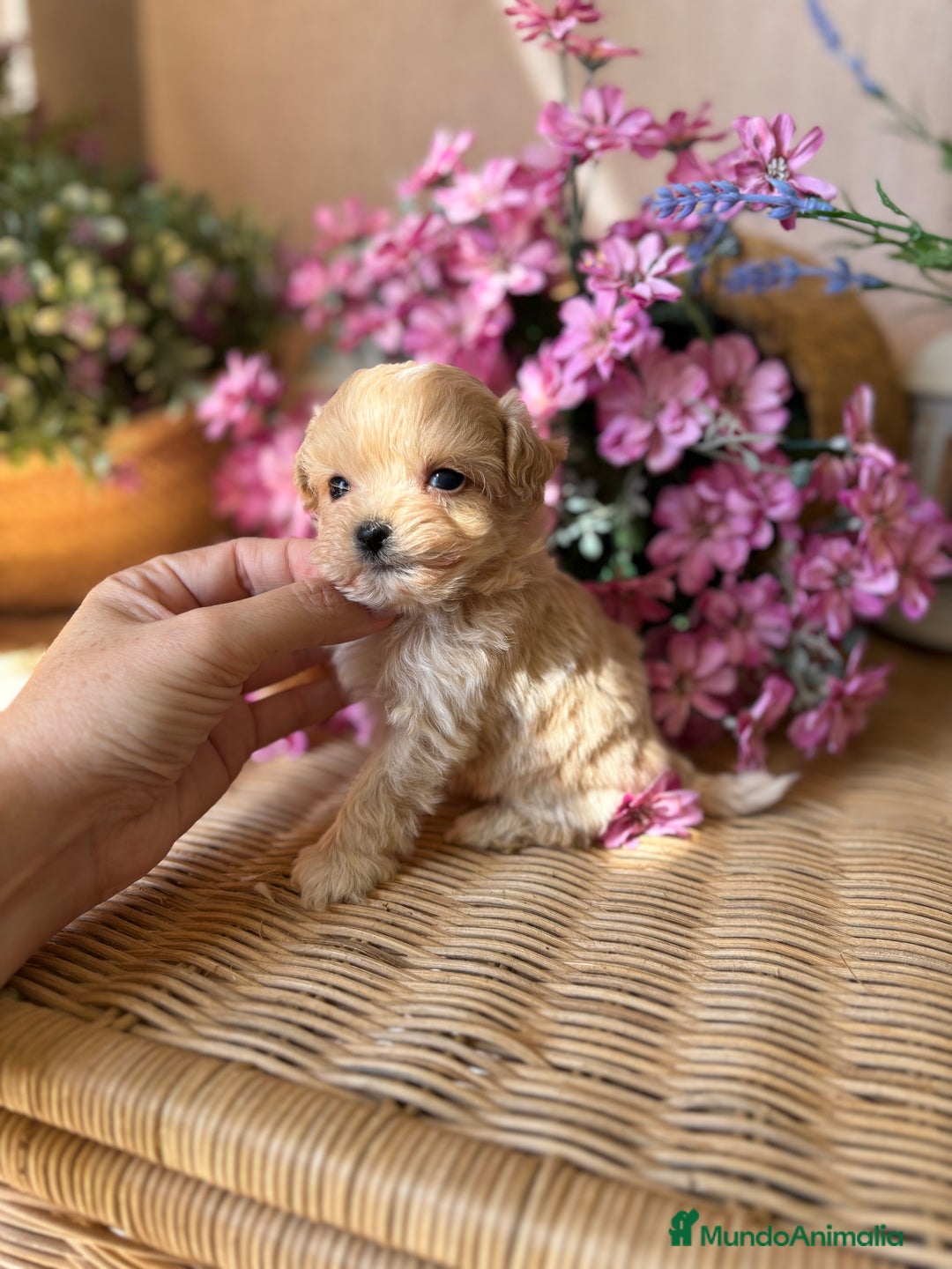 Maltipoo perros en venta: Maltipoo tacita de Té (hembra ) - Imagen 7