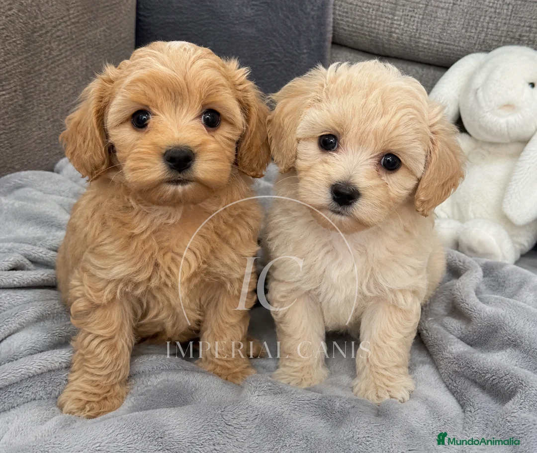 Maltipoo perros en venta: 🐶✨ Preciosos cachorros Maltipoo disponibles ✨🐶 en Cáceres - Anuncio 1
