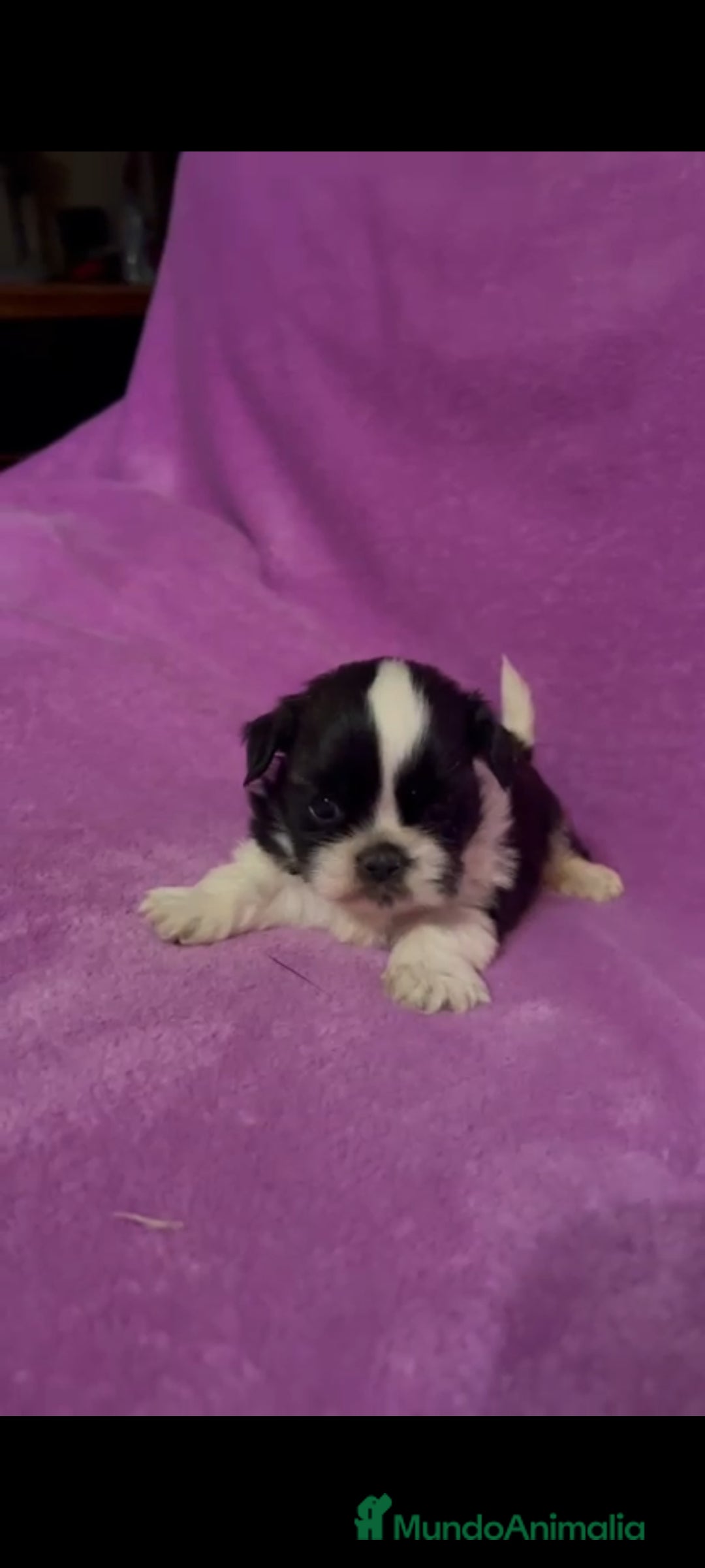 Shih Tzu perros en venta: Shih tzu mini - Imagen 1