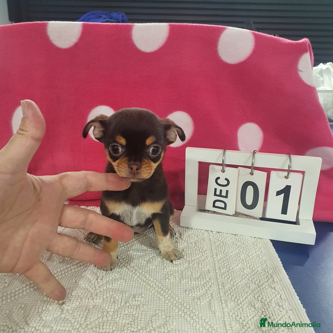 Imagen de galería {{count}}