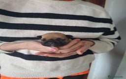 Bulldog Francés perros en venta: Bulldog frances fawn - Imagen 5