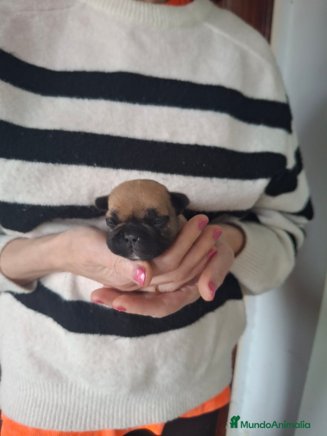Bulldog Francés perros en venta: Bulldog frances fawn - Imagen 5