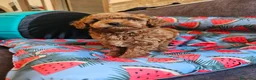 Caniche Toy perros en venta: Caniche Toy Rojo, macho. - Anuncio 4