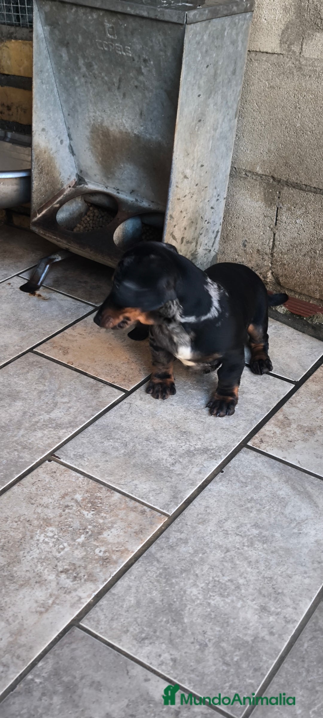 Teckel Miniatura perros en venta: teckel miniatura arlequín plata  - Anuncio 2