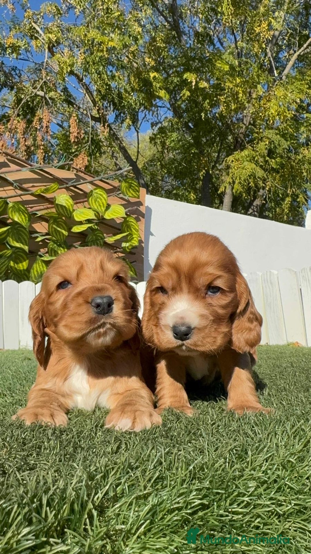 Cocker Spaniel Inglés perros en venta: COCKER SPANIEL INGLES - Anuncio 15
