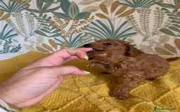 Caniche Toy perros en venta: Preciosa hembra cabiche toy roja  - Imagen 3