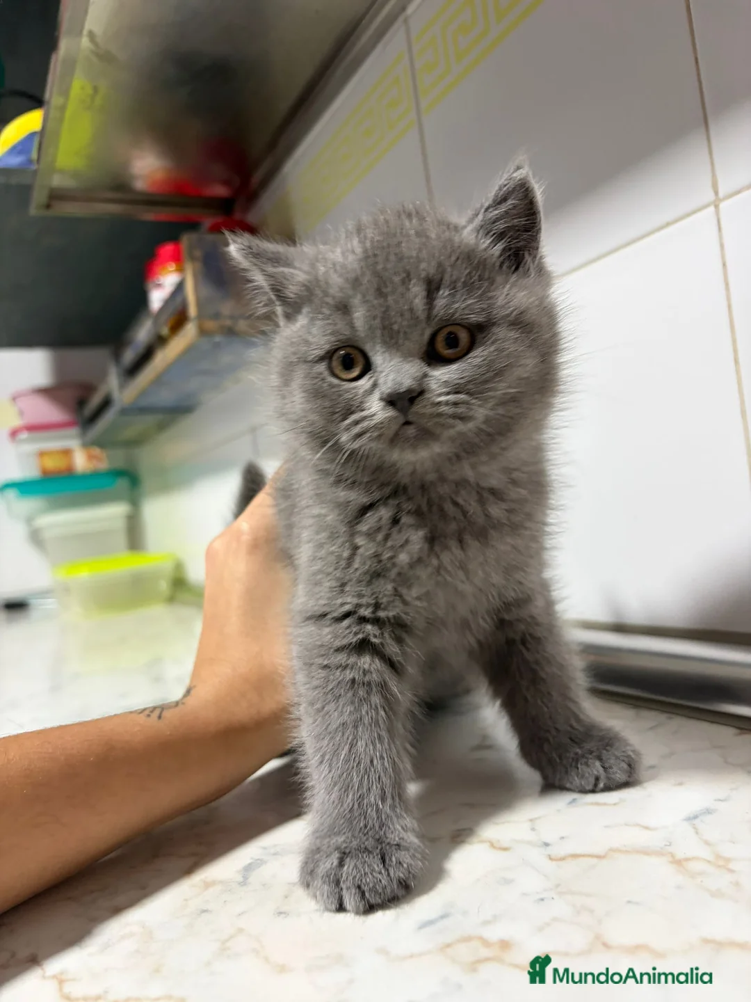 Scottish Fold gatos en venta: scottish fold - Anuncio 1