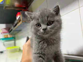 Scottish Fold gatos scottish fold - Anuncio 6