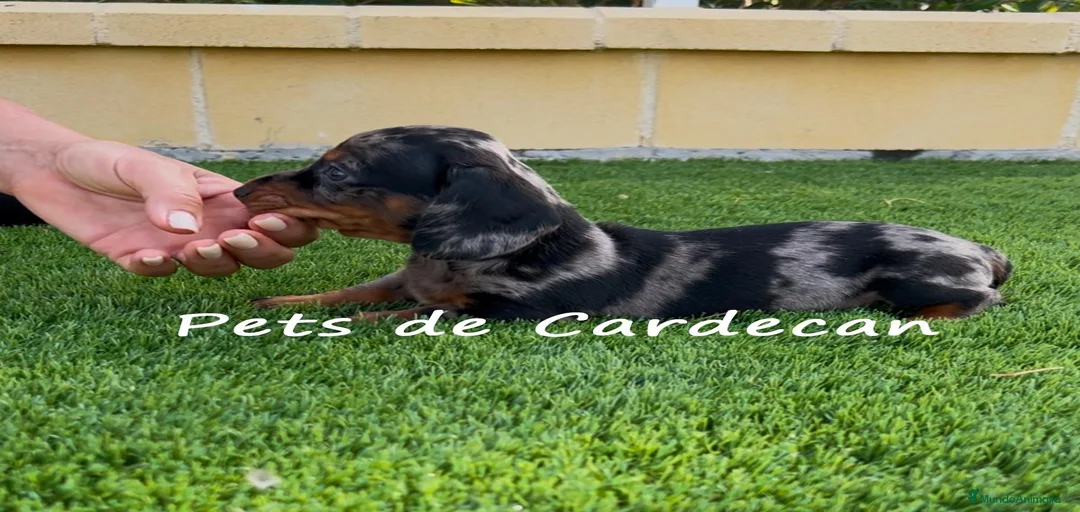 Imagen de galería {{count}}