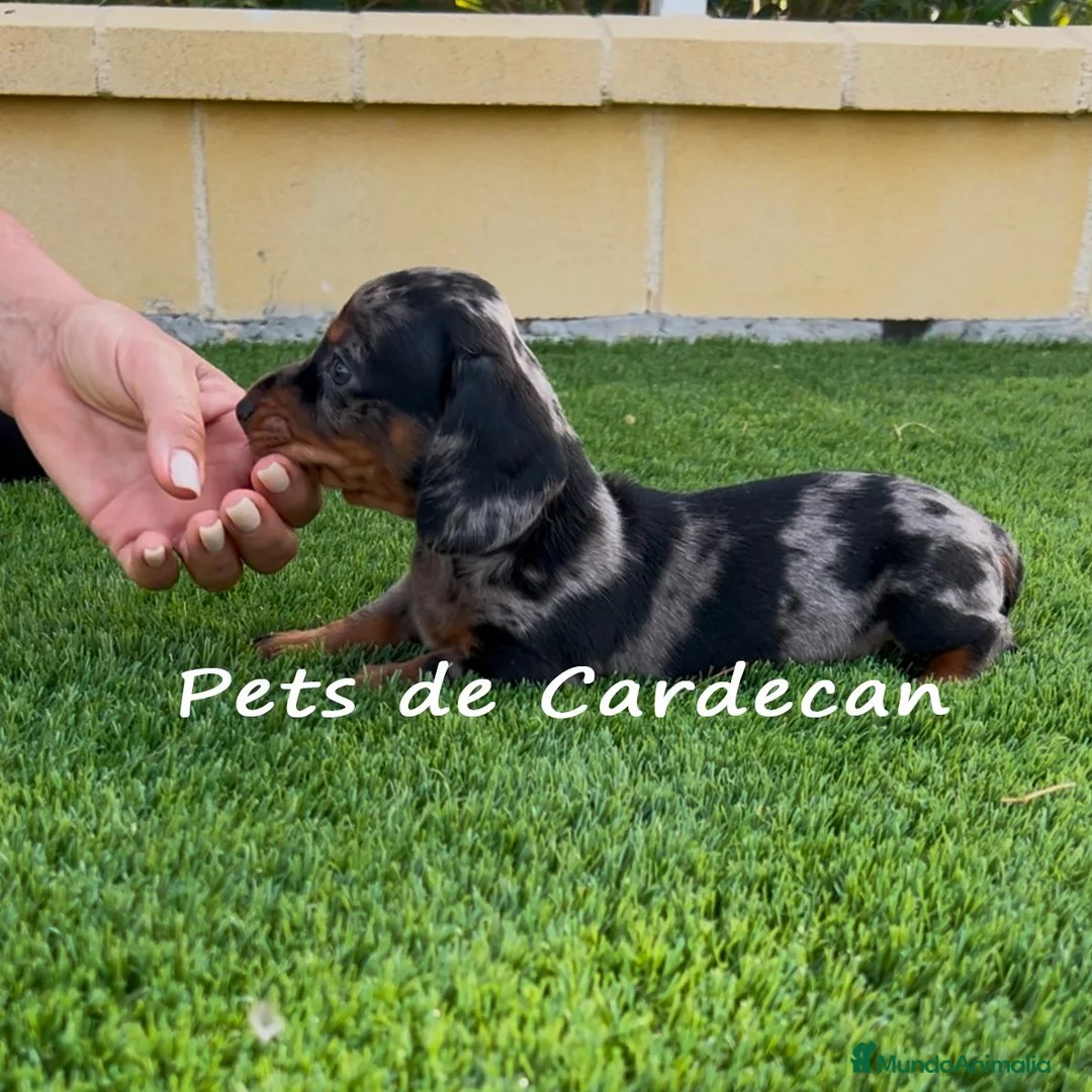 Imagen de galería {{count}}