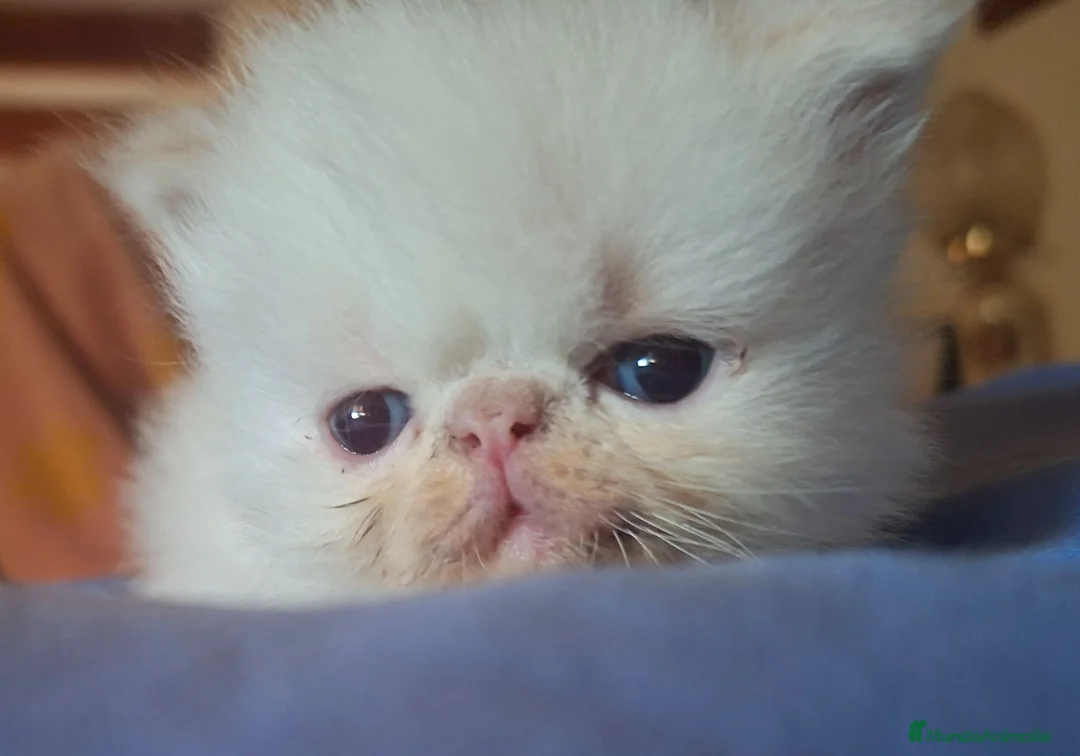 Persa gatos en venta: Persas himalayos - Anuncio 1