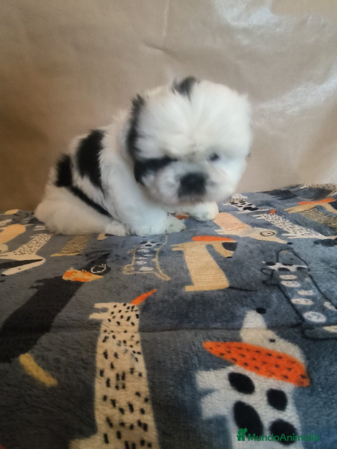 Shih Tzu perros en venta: Shit tzu mini - Anuncio 9