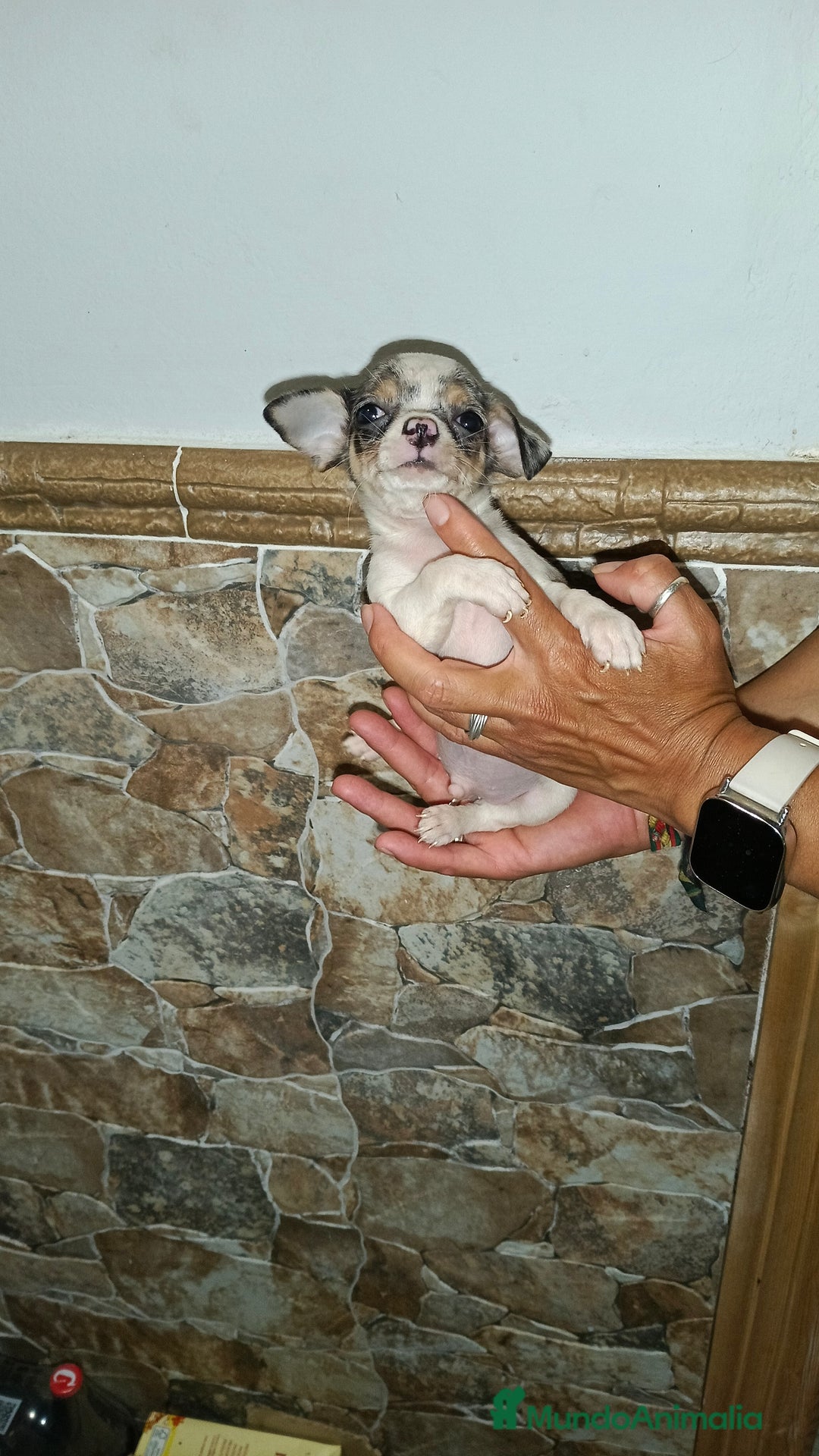 Chihuahua perros en venta: Chihuahua Toy hembras  - Imagen 1
