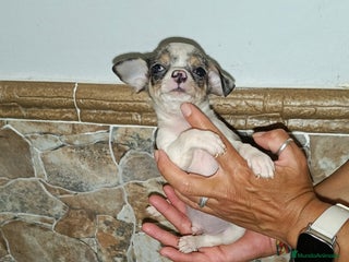 Chihuahua perros - Anuncio 35