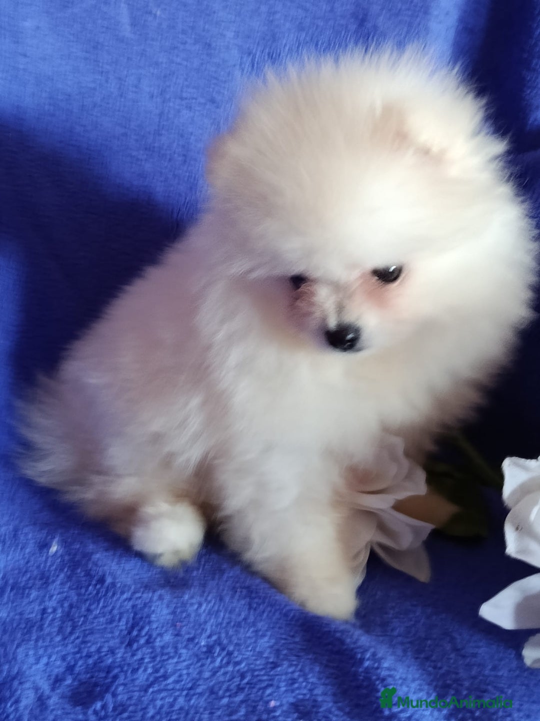 Pomerania perros en venta: Pomerania mini en Valencia  - Imagen 4