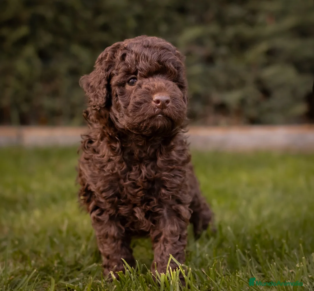 Caniche Toy perros en venta: Caniches Toy chocolate  - Anuncio 2