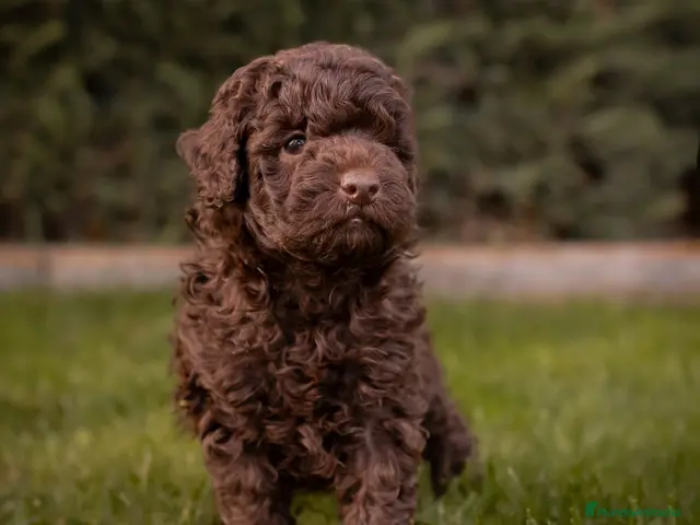 Caniche Toy perros en venta: Caniches Toy chocolate - Anuncio 2