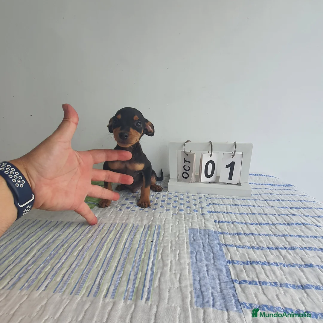 Pinscher Miniatura perros en venta: Pincher miniatura  - Anuncio 3