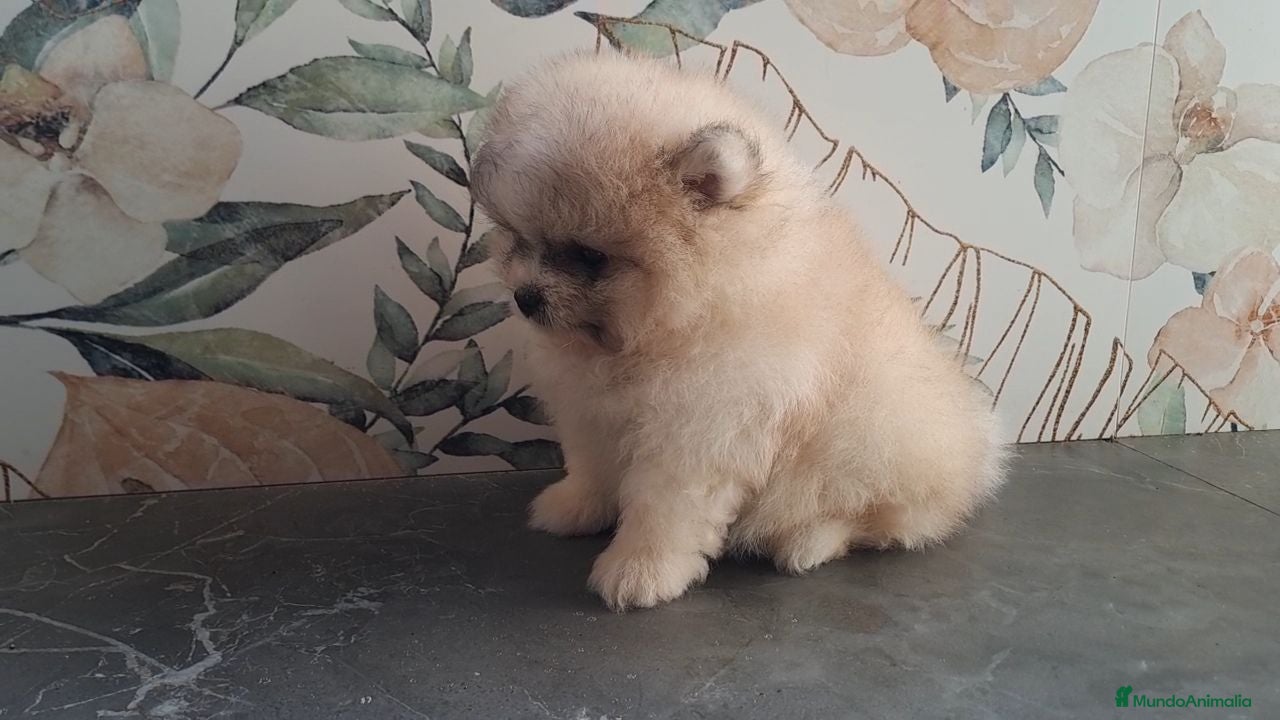 Pomerania perros Pomerania cara de Oso - Anuncio 5