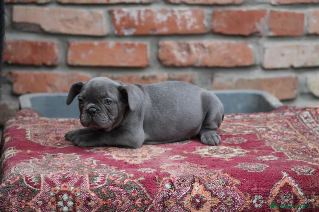 Bulldog Francés perros en venta: Cachorros de Bulldog francés  - Anuncio 7