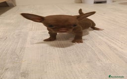 Chihuahua perros en venta: Hembra micro Toy  - Imagen 3