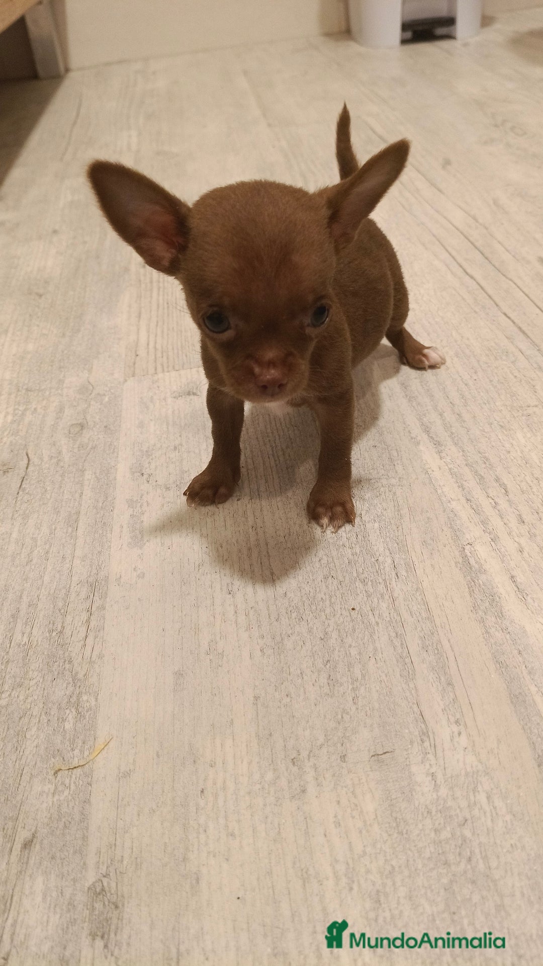 Chihuahua perros en venta: Hembra micro Toy  - Imagen 3