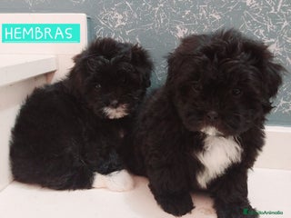 Maltipoo perros - Anuncio 15