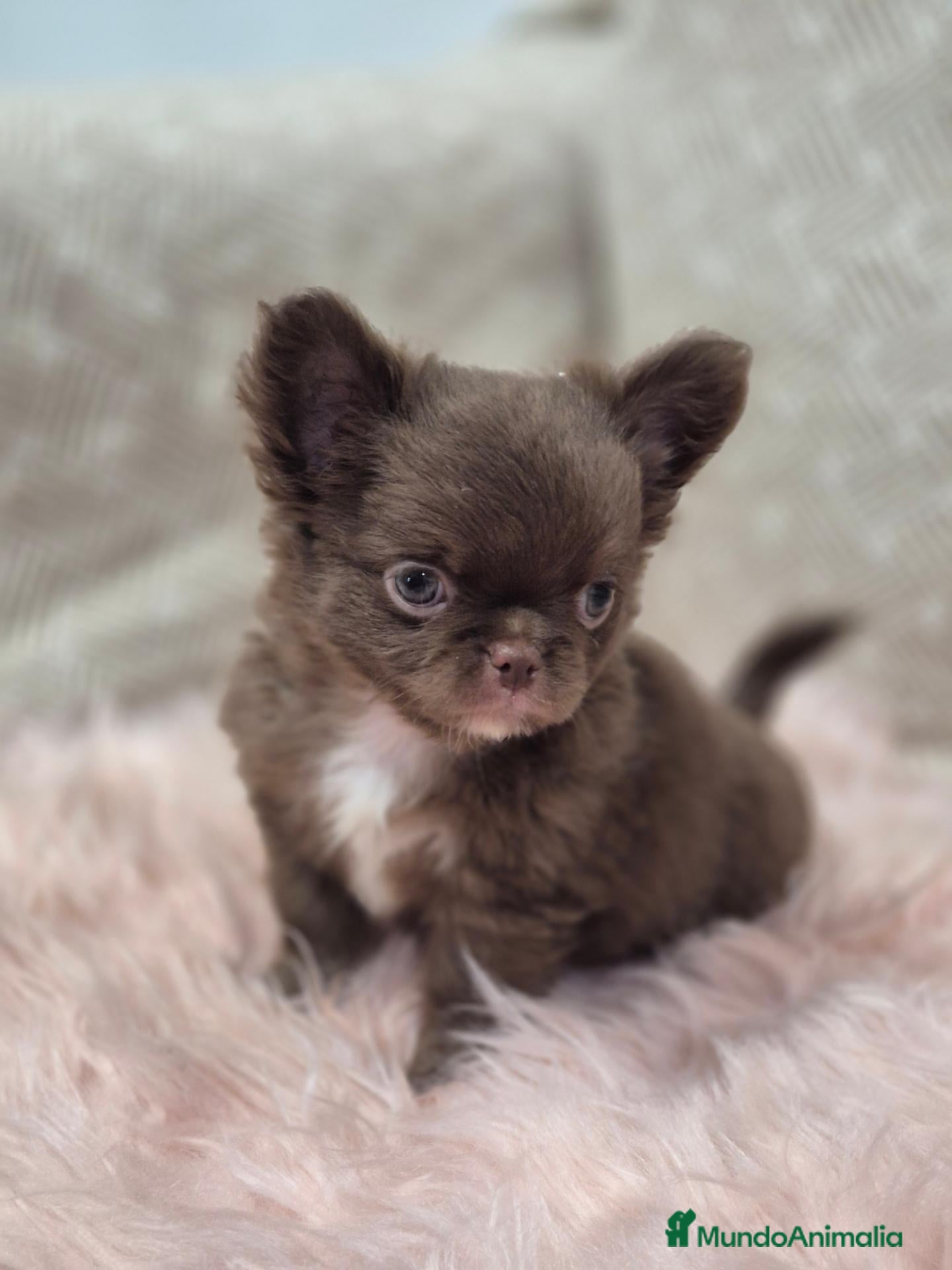 Chihuahua perros Chihuahuas - Anuncio 2