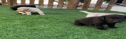 Labrador Retriever perros en venta: cachorros labrador retriever - Anuncio 6