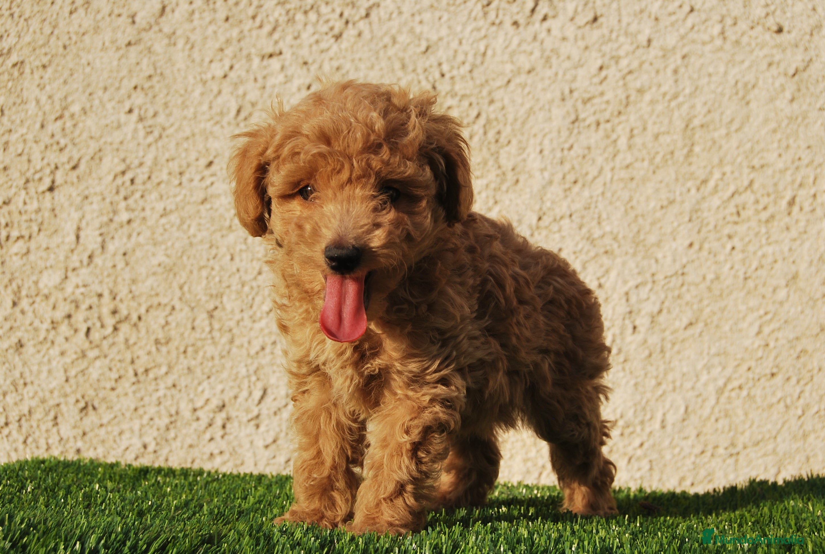 Caniche Toy perros Cachorros de Caniche disponibles, somos criadores en Madrid - Anuncio 2