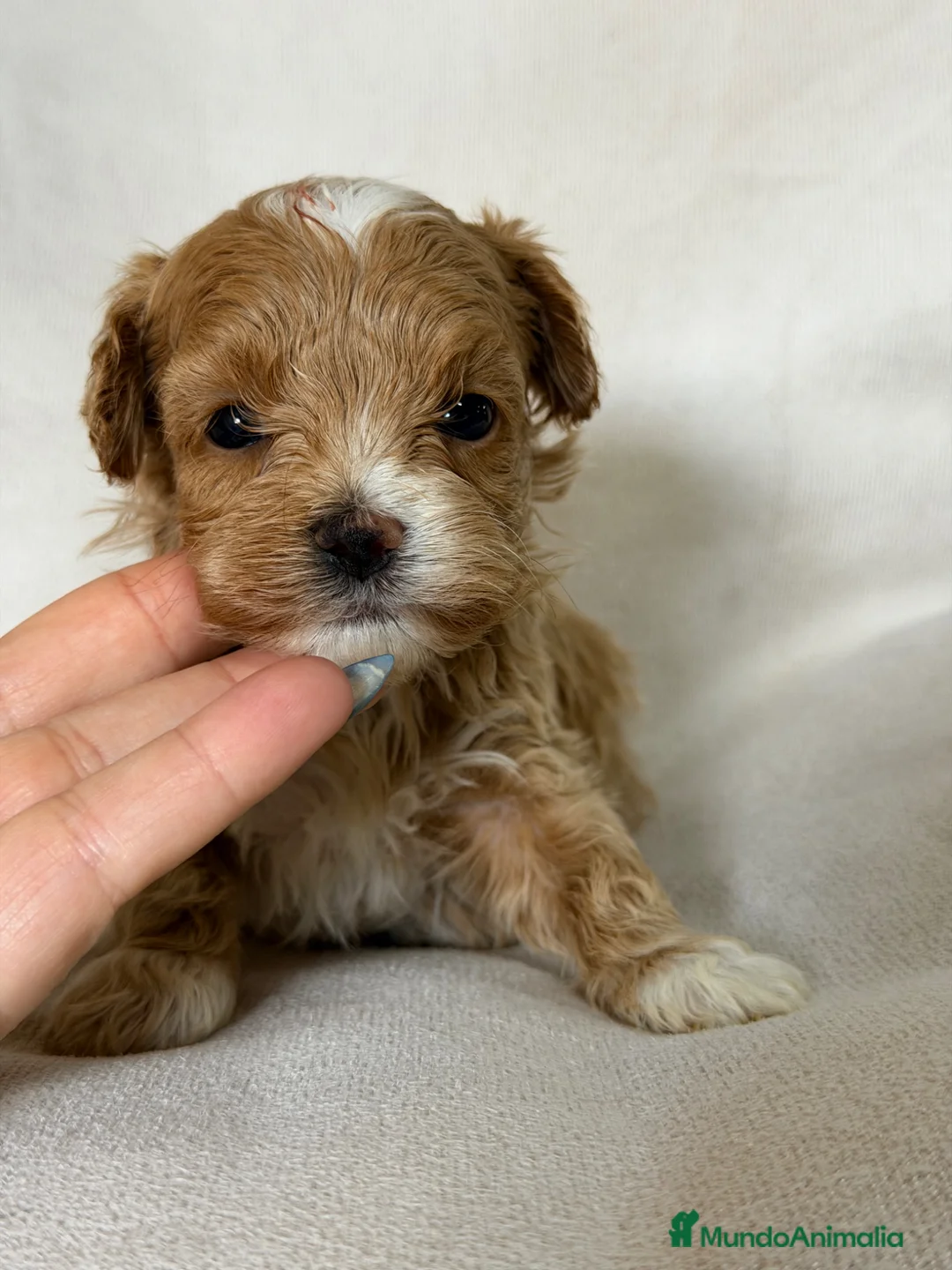 Maltipoo perros en venta: Maltipoo Microtoy  - Anuncio 2
