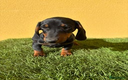 Teckel Miniatura perros en venta: Teckel Miniatura macho negro fuego  - Imagen 8