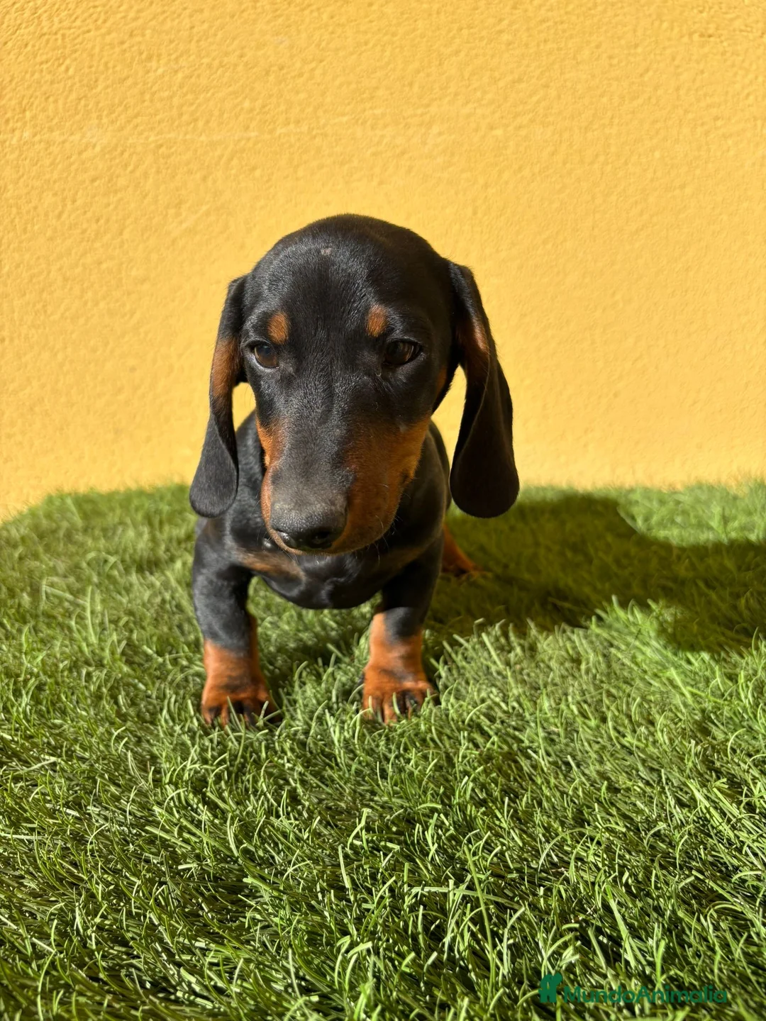 Teckel Miniatura perros en venta: Teckel Miniatura macho negro fuego  - Anuncio 8