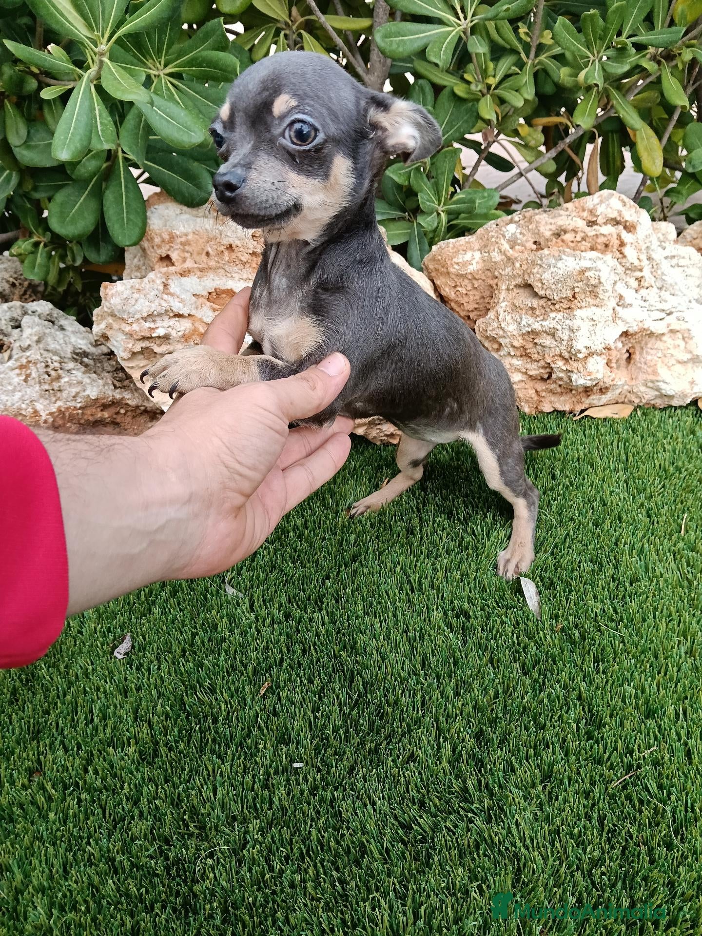 Chihuahua perros Hembrita de Chihuahua Toy Blue con 3 meses - Anuncio 2