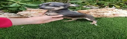 Chihuahua perros en venta: Hembrita de Chihuahua Toy Blue con 3 meses - Anuncio 1