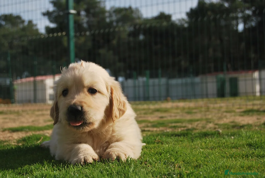 Golden Retriever perros en venta: Cachorros de Golden Retriever del Alto del Pago - Anuncio 2