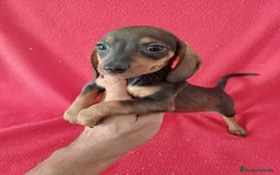 Teckel Miniatura perros en venta: Teckel Miniatura  - Imagen 1